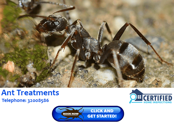 Ant Treatment Norman Park