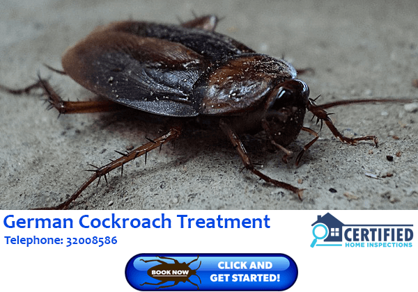 German Cockroach Treatment Coomera