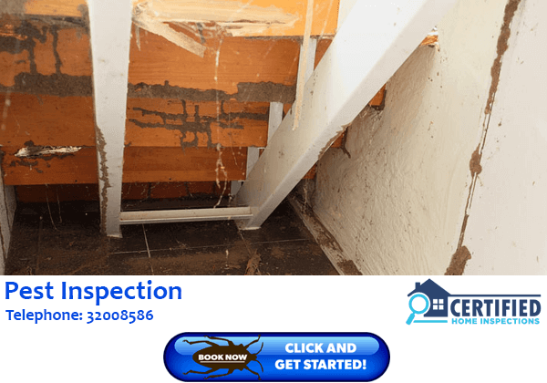 Pest Inspection Belmont Heights