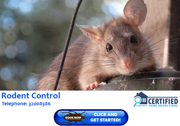 Rodent Treatment Scarborough