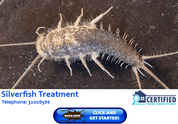 Silverfish Treatment Enoggera