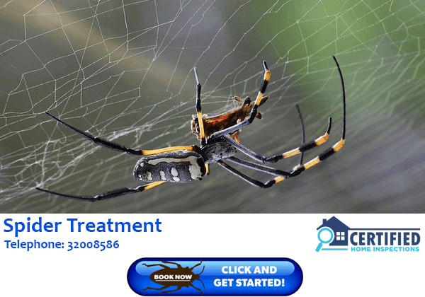 Spider Treatment Kelvin Grove