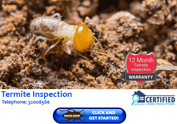 Termite Inspection Yeerongpilly